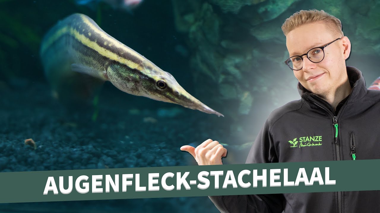 Fischvorstellung - Augenfleck-Stachelaal