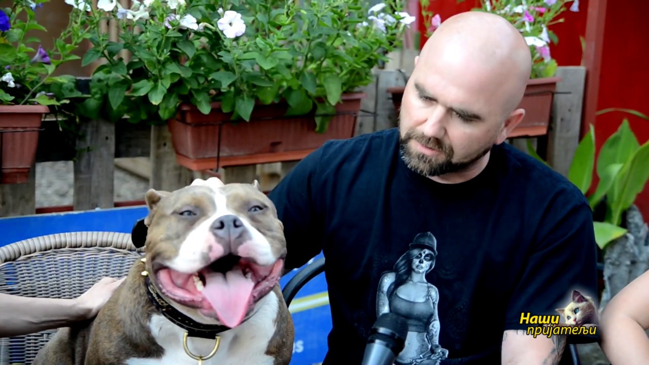 NASIPRIJATELJI-97-AMERICAN BULLY