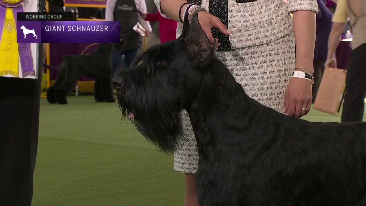 Giant Schnauzers | Breed Judging 2023