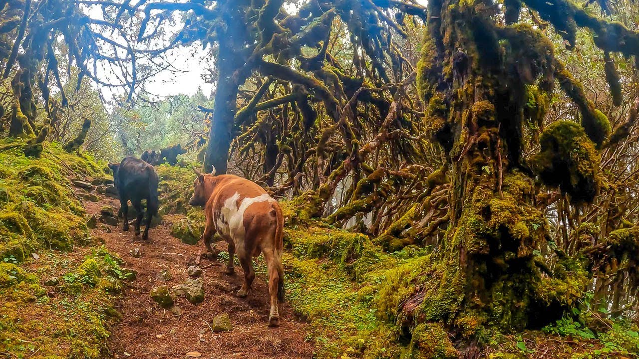 Himalayan Cow (Chauri gai) farming in the woods.