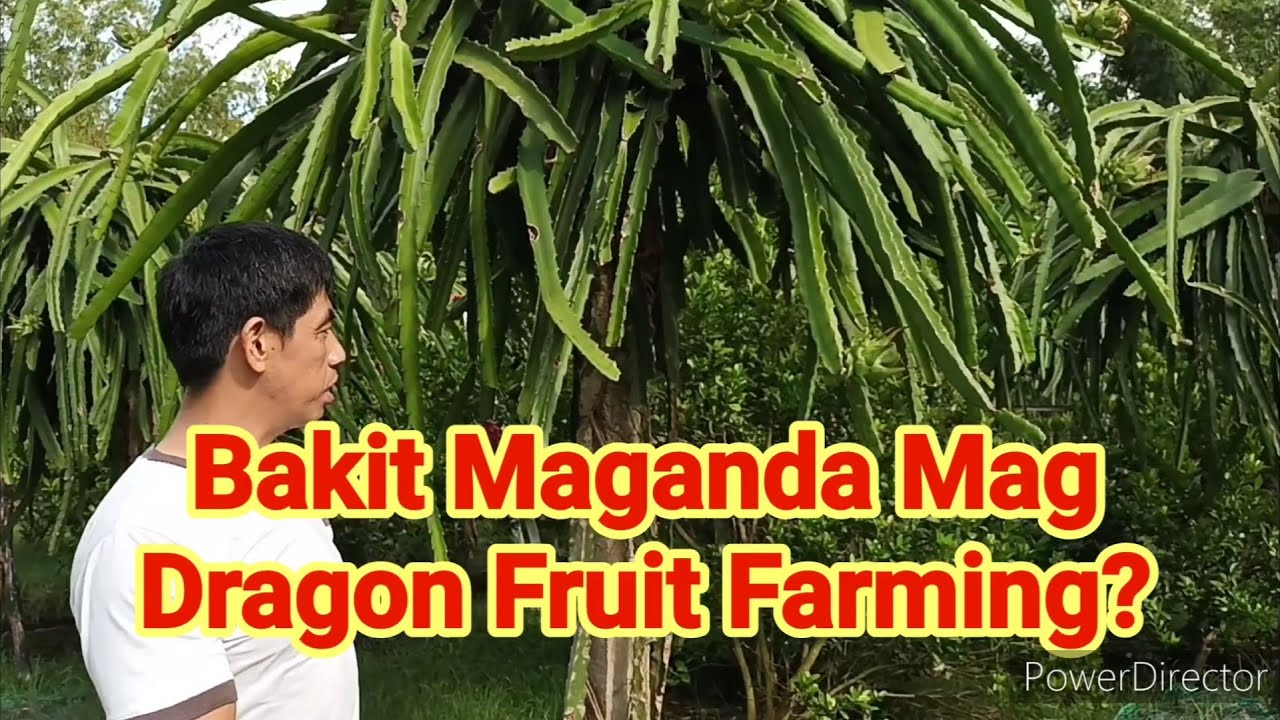 Bakit Maganda Mag Dragon Fruit Farming? 