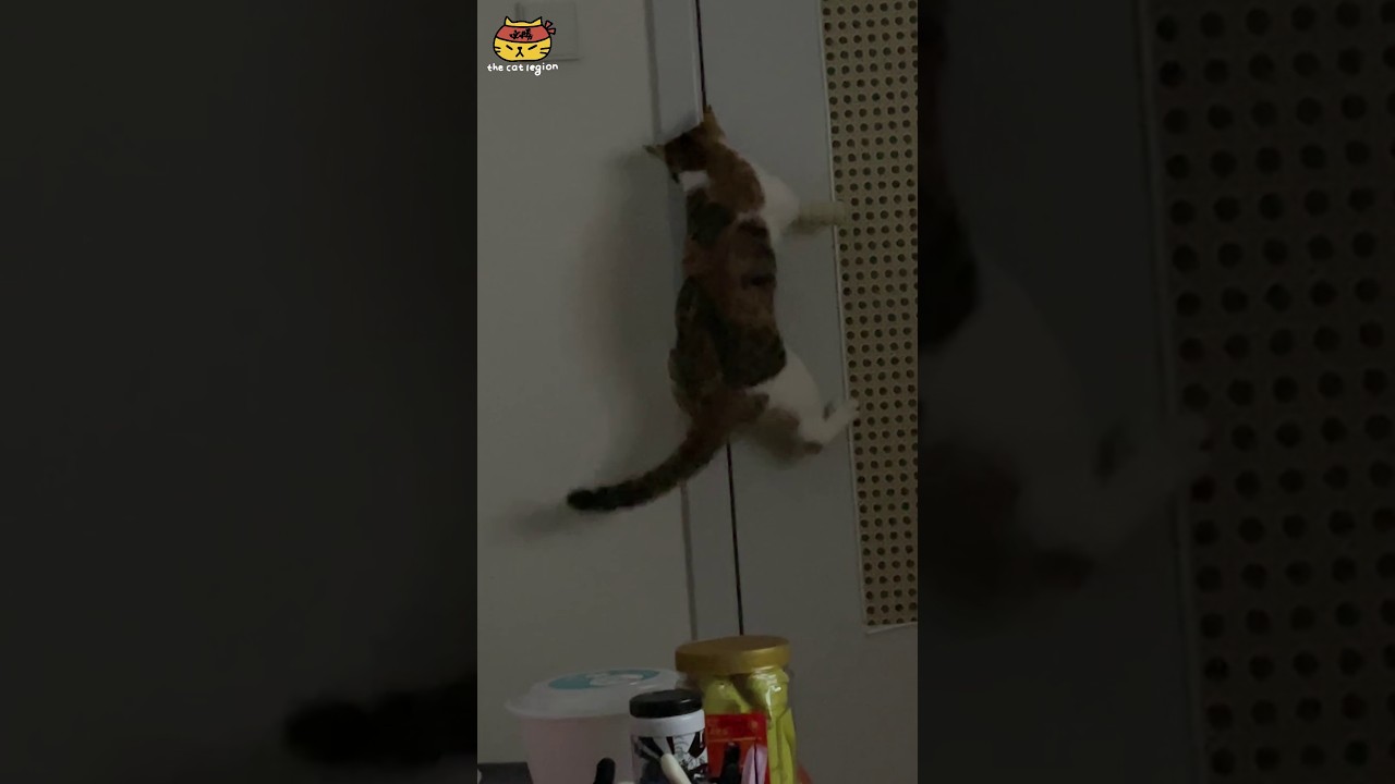 СМЕШНЫЕ КОШКИ😹2024 Part 78