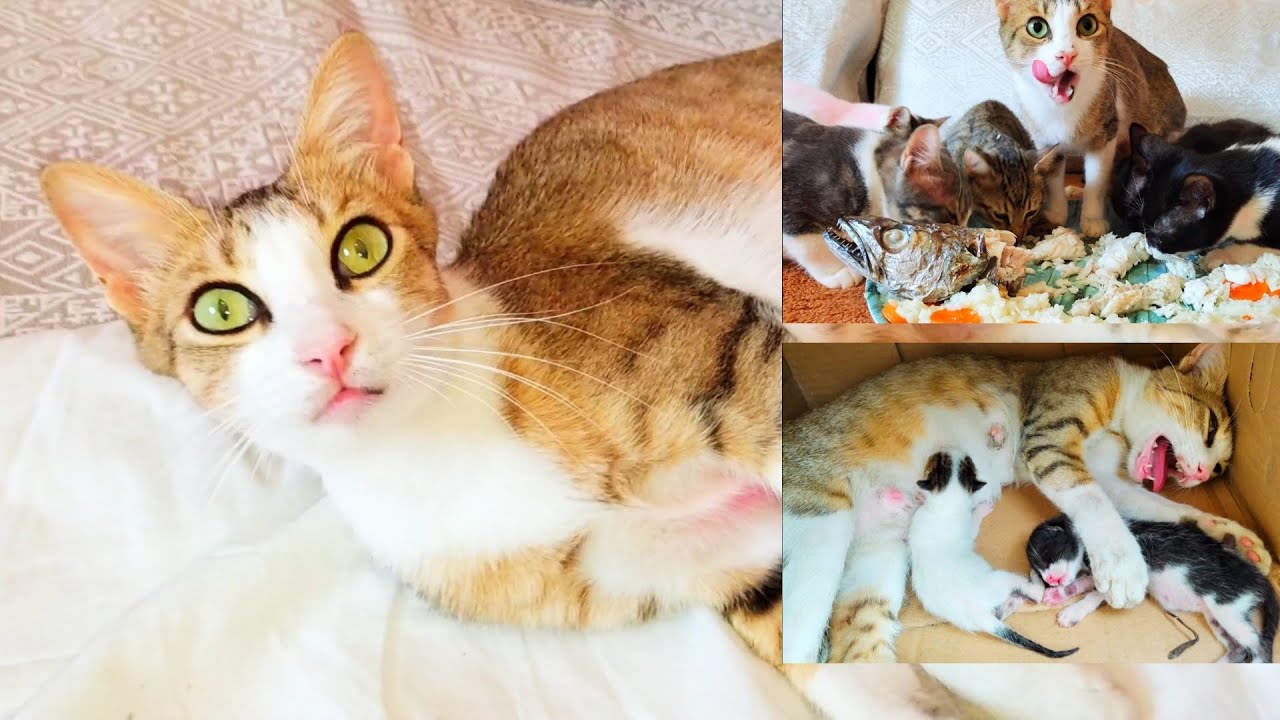 After 4 months of rescue !! How are the mother cat and her kittens ?