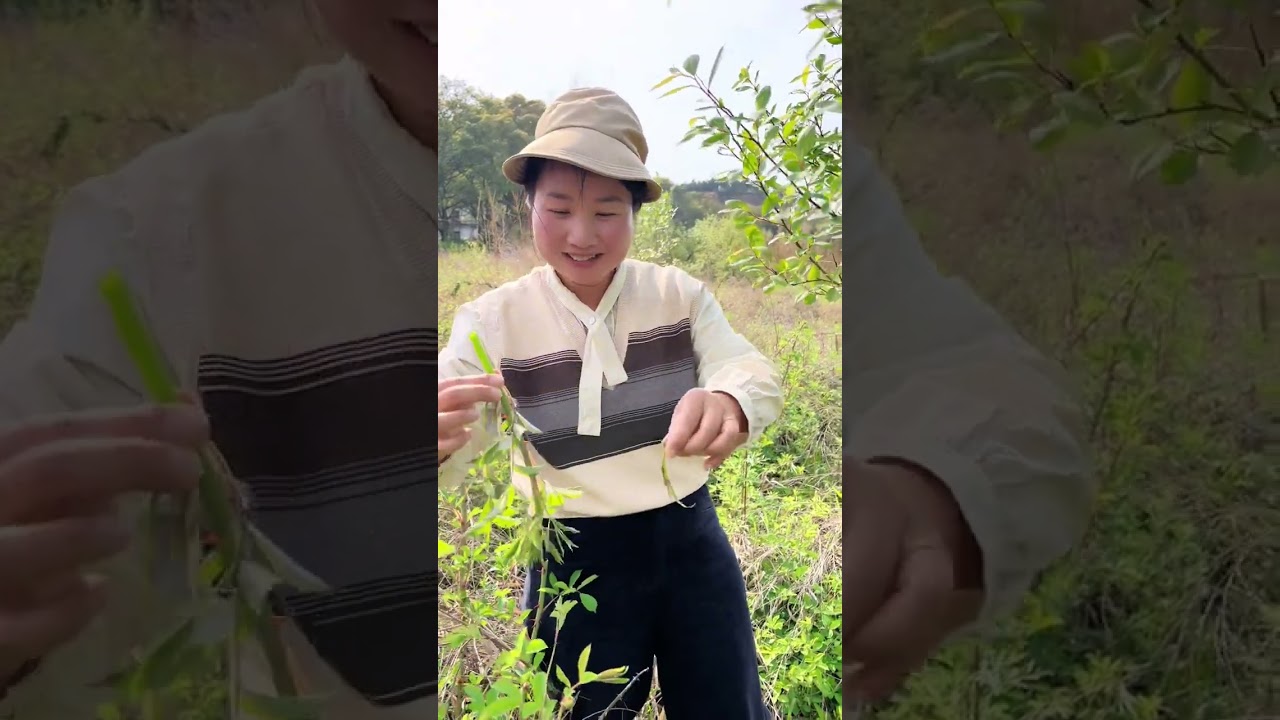 接下来这段时间就是天天吃野菜了#我的乡村生活 #记录真实生活 #农村生活 #野菜#大自然的馈赠