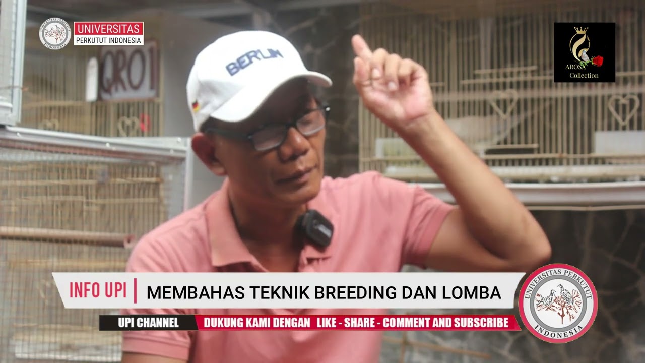 Arosa Bird Farm  Perkutut ala Jerman Pamulang Estate Tangerang Selatan