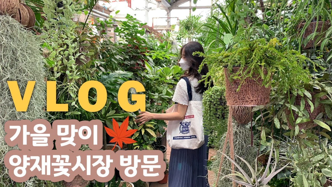 식물덕후와 함께하는 양재꽃시장 브이로그 💰3만원으로 식물, 화분 왕창 쇼핑해요 (꽃시장 영업시간, 추석휴무, 일요일)