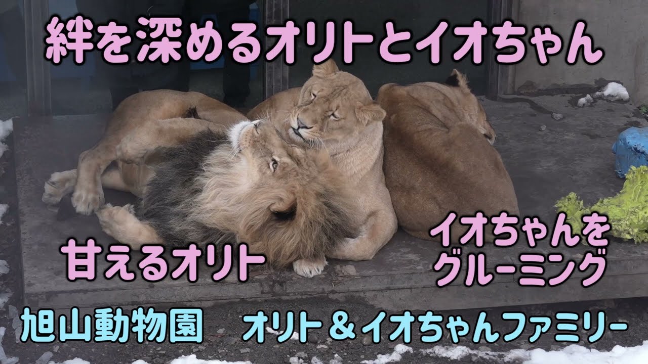 旭山動物園　絆を深めるオリトとイオちゃん　イオちゃんに甘えるオリト　レイに顎乗せイオちゃん　オリト＆イオちゃんファミリー　Orito & Io family　Lion family