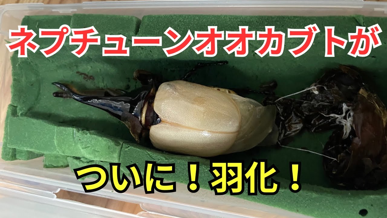 ネプチューンオオカブトが初めて羽化！