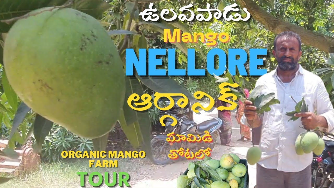 Ulavapadu Famous Mango Varieties and Rates In Nellore Mango Farm | Organic Mango Farm Tour