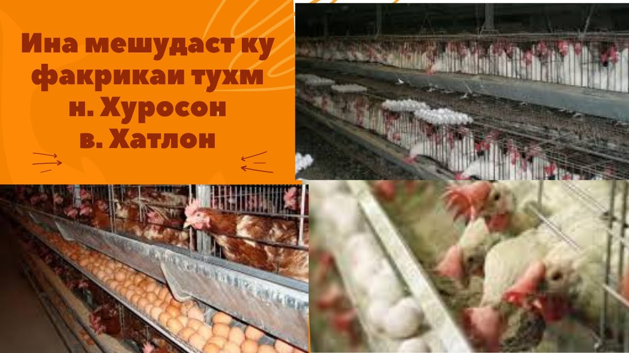 06,01,21 Мурги Хуросон