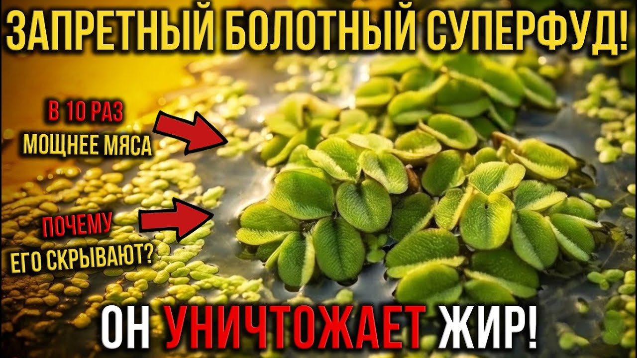 В 100 РАЗ ПОЛЕЗНЕЕ ШПИНАТА! Шокирующая ПРАВДА о «водяном хлебе»