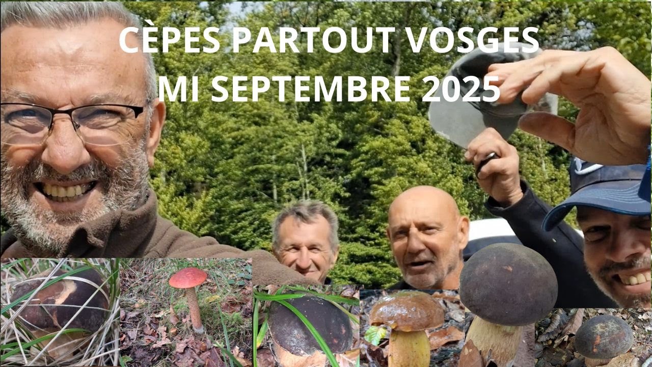 𝗖È𝗣𝗘𝗦 𝗣𝗔𝗥𝗧𝗢𝗨𝗧 𝗩𝗢𝗦𝗚𝗘𝗦 𝗠𝗜 𝗦𝗘𝗣𝗧𝗘𝗠𝗕𝗥𝗘 𝟮𝟬𝟮𝟱 🌲🍄‍🟫🌳#mushroom #fungi #champignons #nature #foret