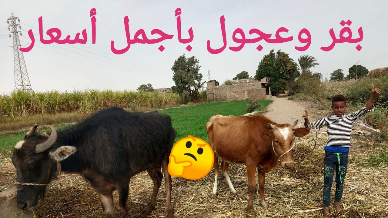 أبو فارس جايبلكم بقر وعجول وعجيل بأجمل اسعار في الصعيد ٢٣/ ١/ ٢٠٢٦م