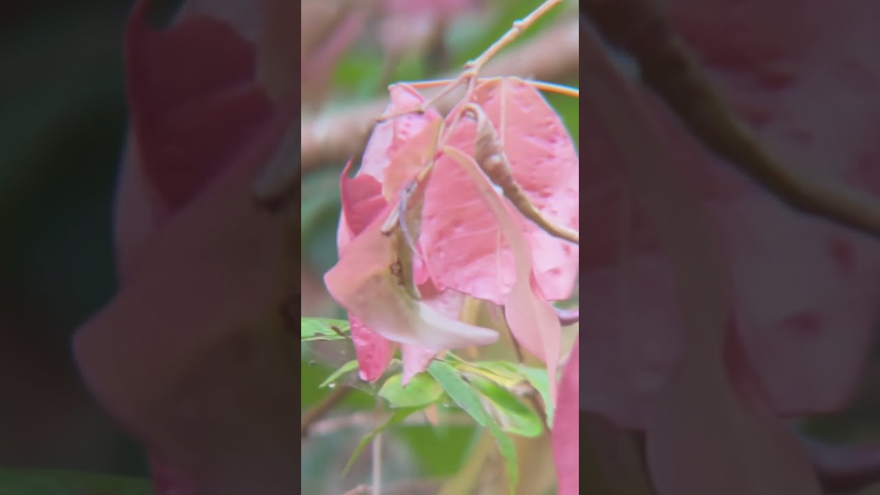 Stella Donnelly - Year of Trouble (Official Lyric Video)