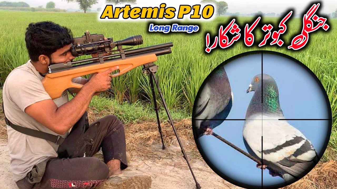 Jangli kabootar ka shekar|pigeon hunting|AirHunter PK