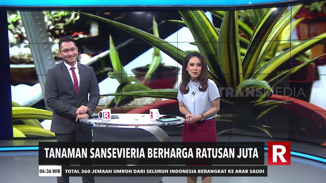 Tanaman Sansevieria Berharga Ratusan Juta | REDAKSI PAGI (02/11/20)