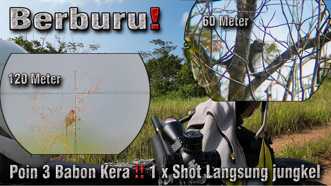 Berburu kera ekor panjang, Poin 3 Babon sekaligus‼️1x Shot langsung tumbang 💯🎯