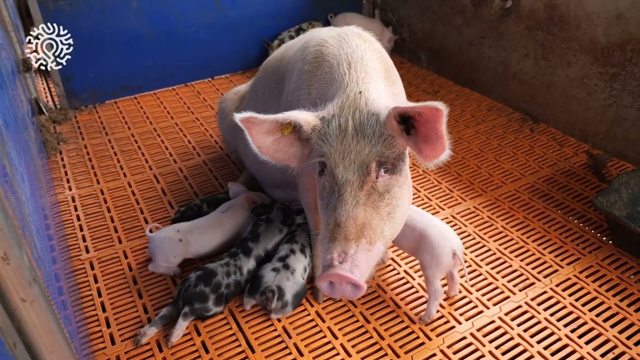 Reproduction des porcs, Les Bonnes Pratiques d'Élevage