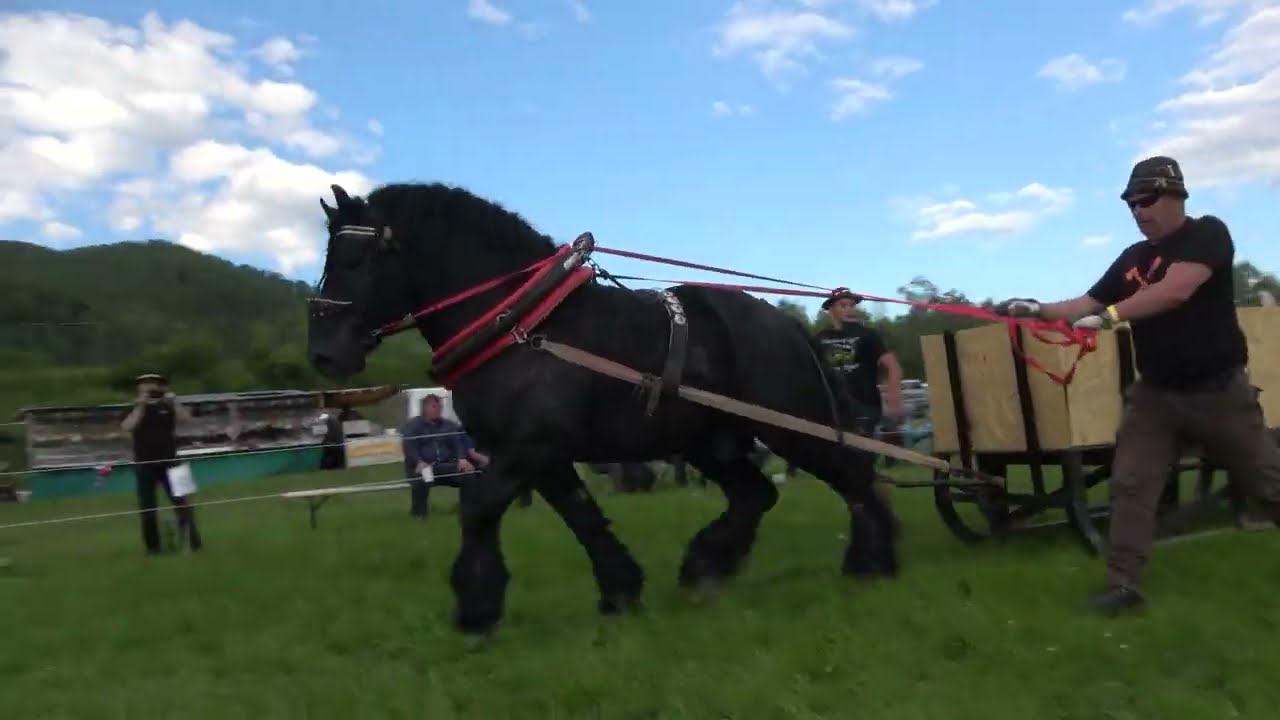 Nero, ôsme miesto vo váhovej kategórii 750 - 900kg! (Kľačianska podkova 2024)