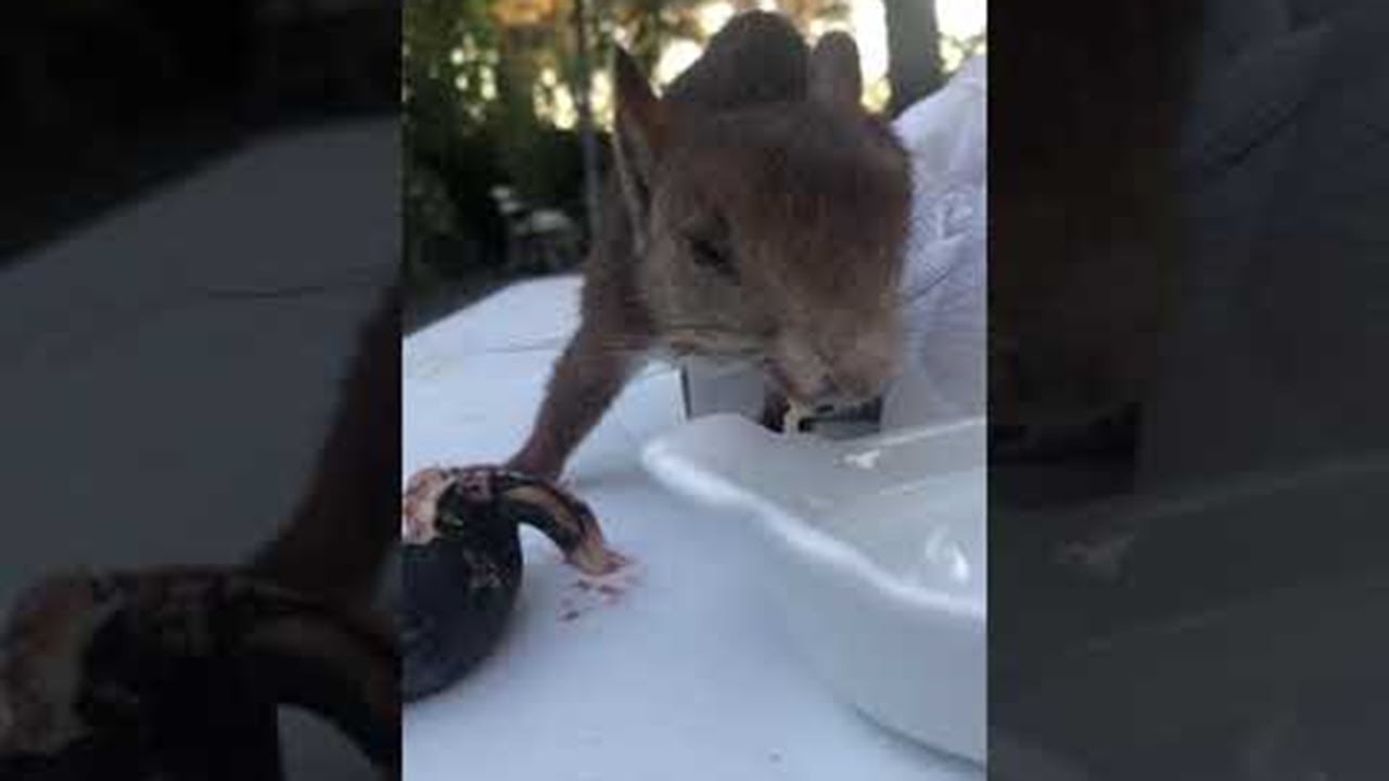 Saving a Sick Squirrel || ViralHog