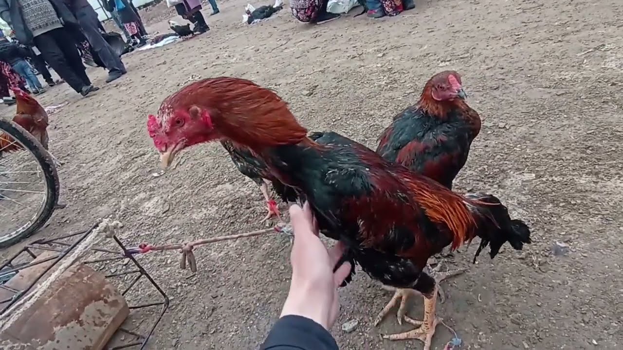 Шымбай Тауык Базары/Туйетауык Майеклери келди сораганлар ушын/Коянда Бар