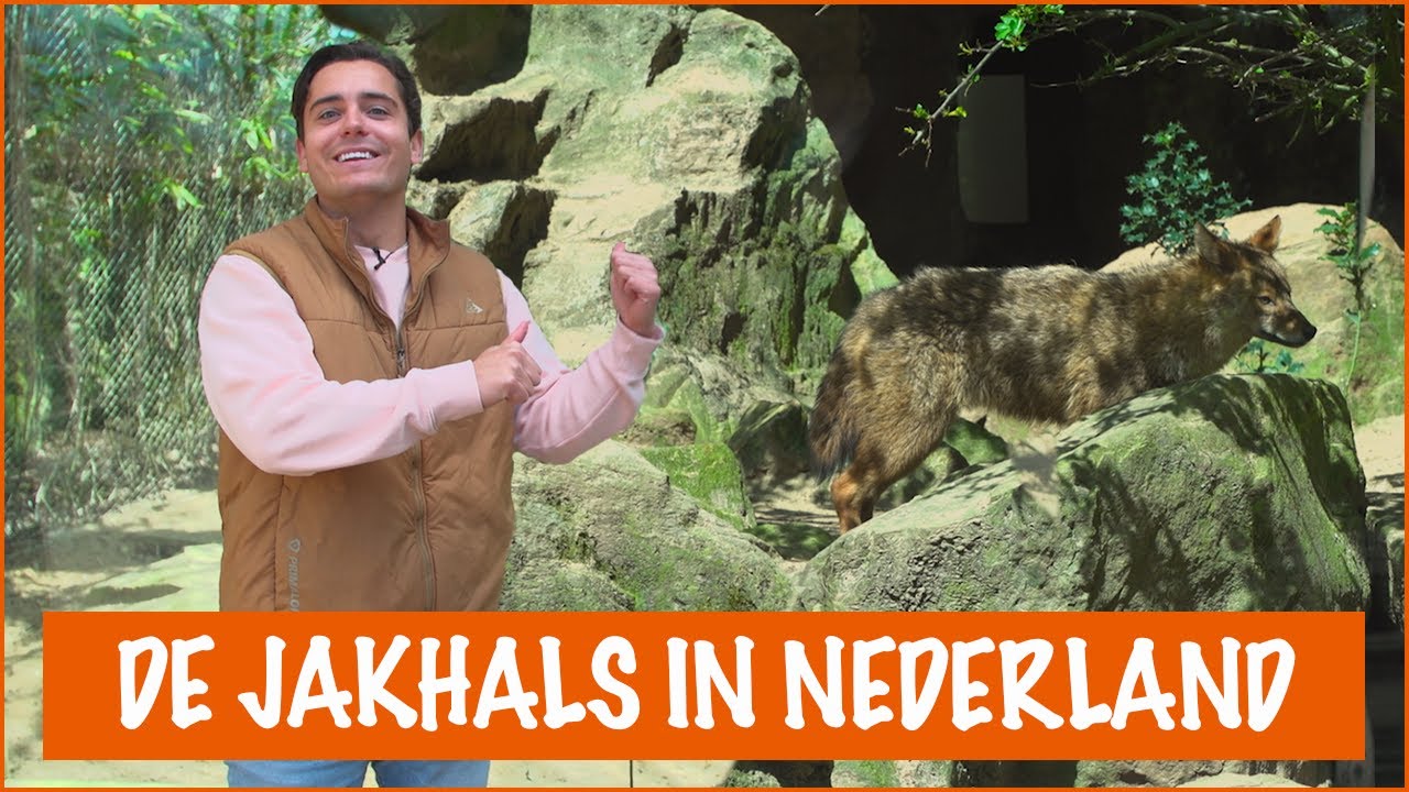 Wat je allemaal over jakhals moet weten! | DierenpraatTV