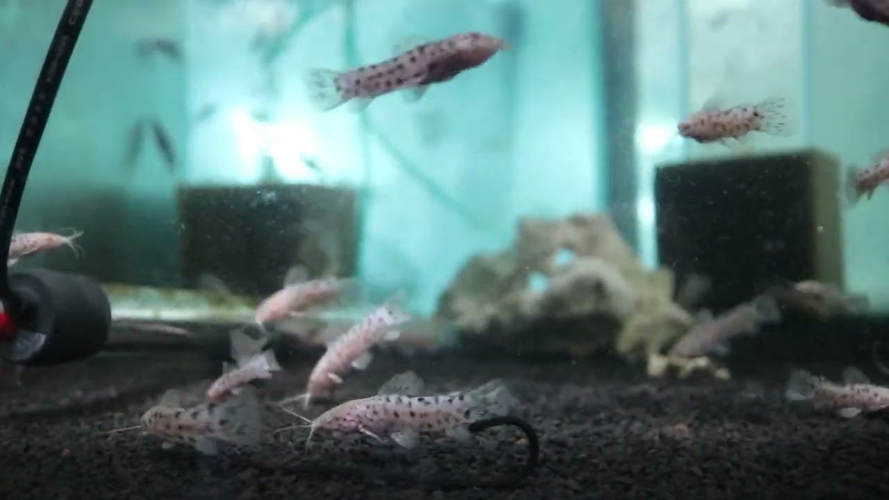 UM PEIXE COM ARMADURA? CONHE&Ccedil;A O TAMBOAT&Aacute; ALBINO!