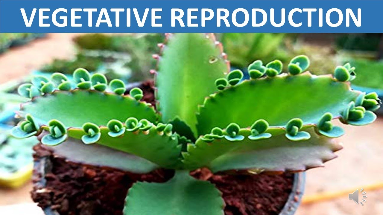 Vegetative Reproduction || Stem, Root, Leaves, Spore || Science Educational Video for Children