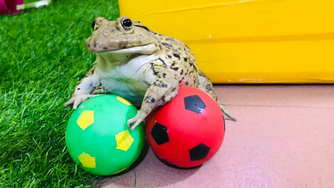 Amazing goalkeeper frog / funny frog 🐸