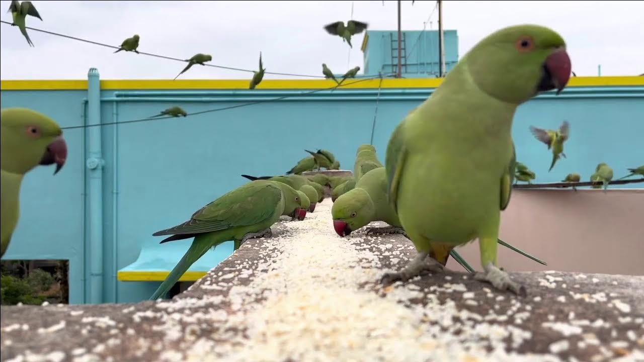 Watch These Green Parrots Go Crazy for Their Favourite Food! 🦜💚| Green parrots feeding