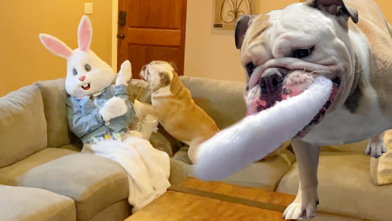 My CUTE DOG ATTACKS the EASTER BUNNY! Lola The Bulldog