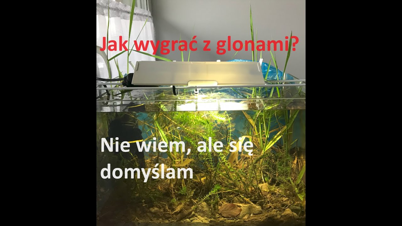 #3/02.2024 Akwarium Zimnowodne, JAK WYGRAC Z GLONAMI???, 