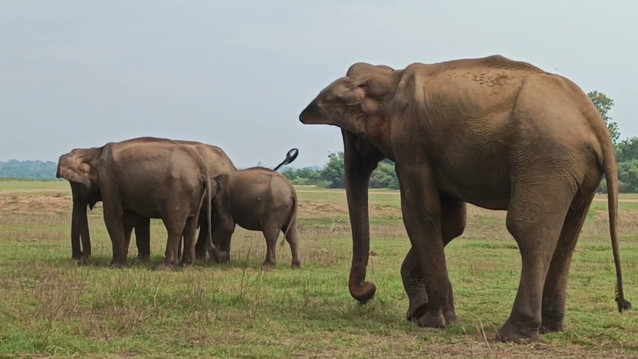 #wildlife