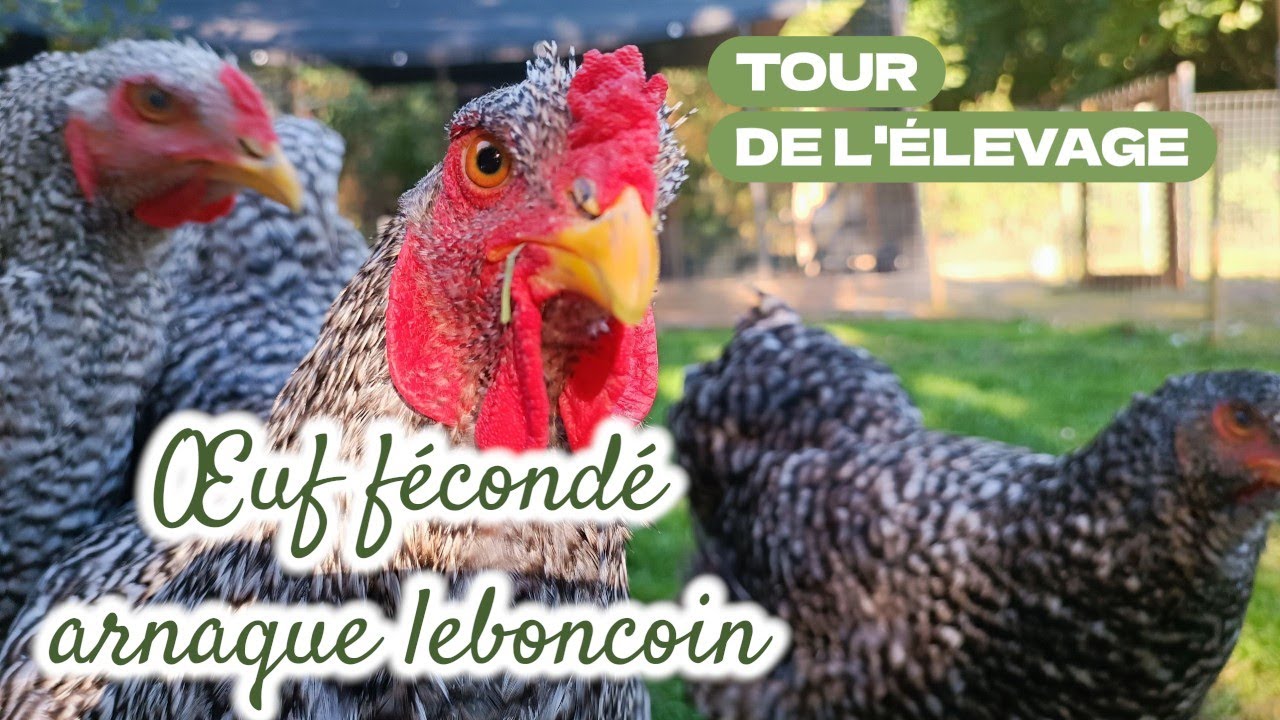 TOUR DE L'ÉLEVAGE ... oeufs fécondés arnaque sur le bon coin !