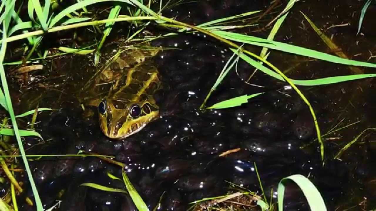 Skin & Bones - Animal Life: South American Bullfrog
