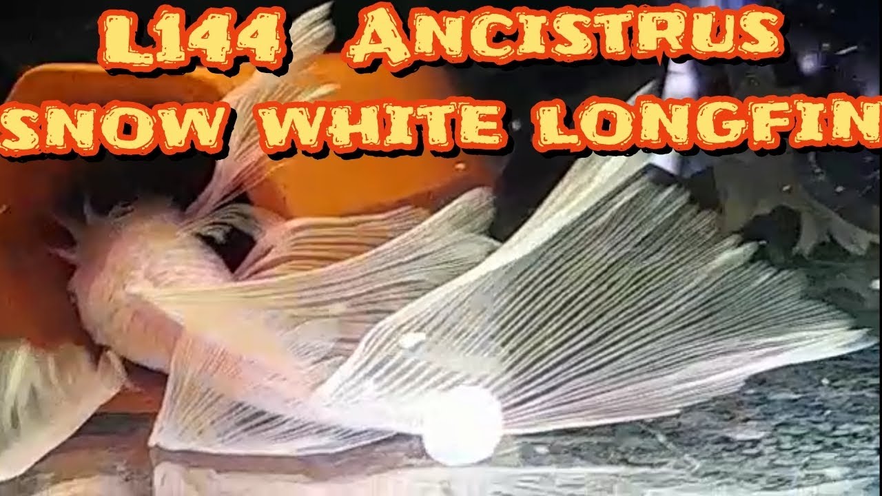 L144 crias de Snow White de Velo