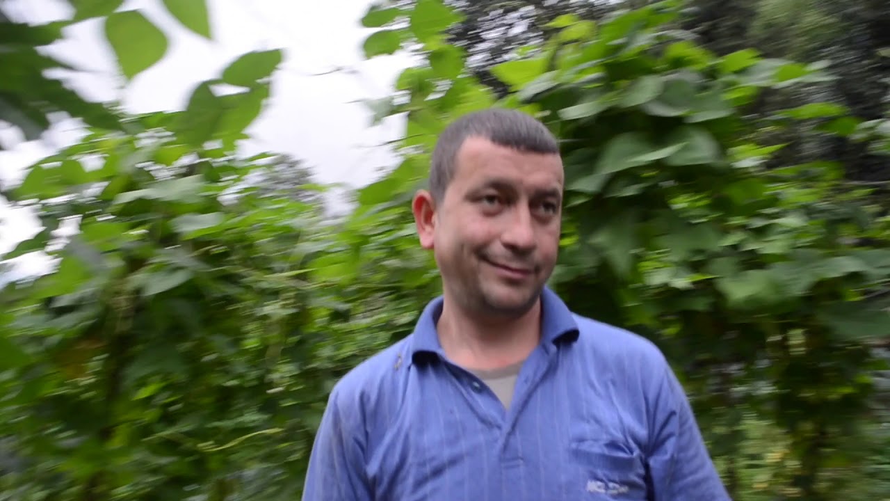 çayır köyü giresun