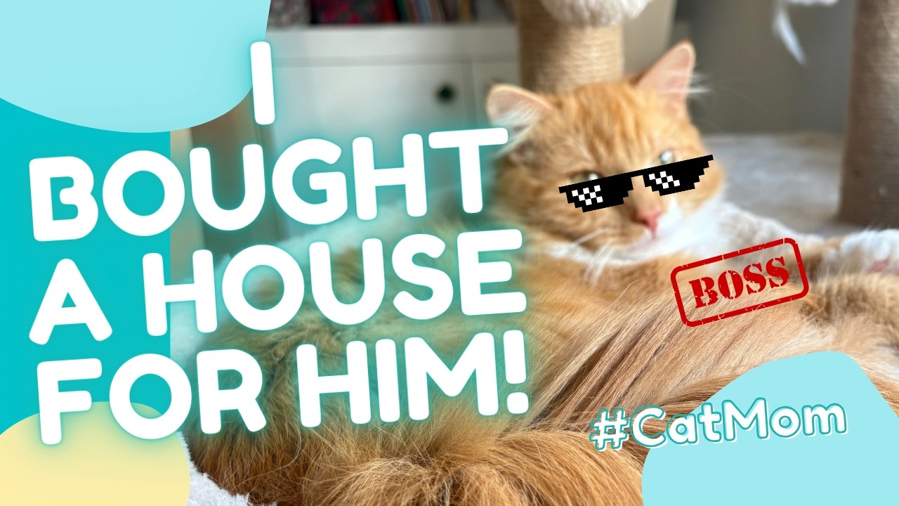 I Bought a House for My Cat! 🏠 Meet Miso & Tofu