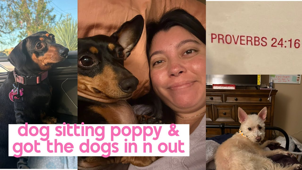 Dog Sitting Poppy and Got the Dogs In-N-Out