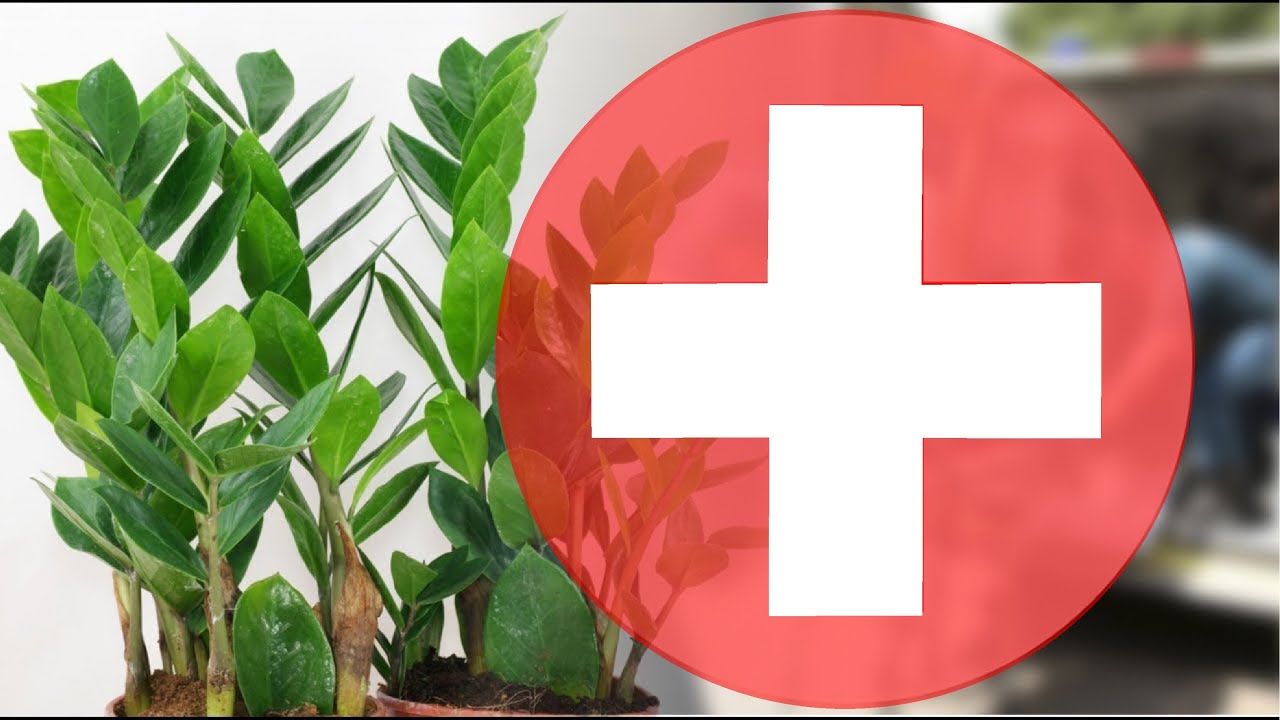 СПАСАЕМ ЗАМИОКУЛЬКАС 🌿 ДОЛЛАРОВОЕ ДЕРЕВО🌱ЖЕЛТЕЮТ ЛИСТЬЯ