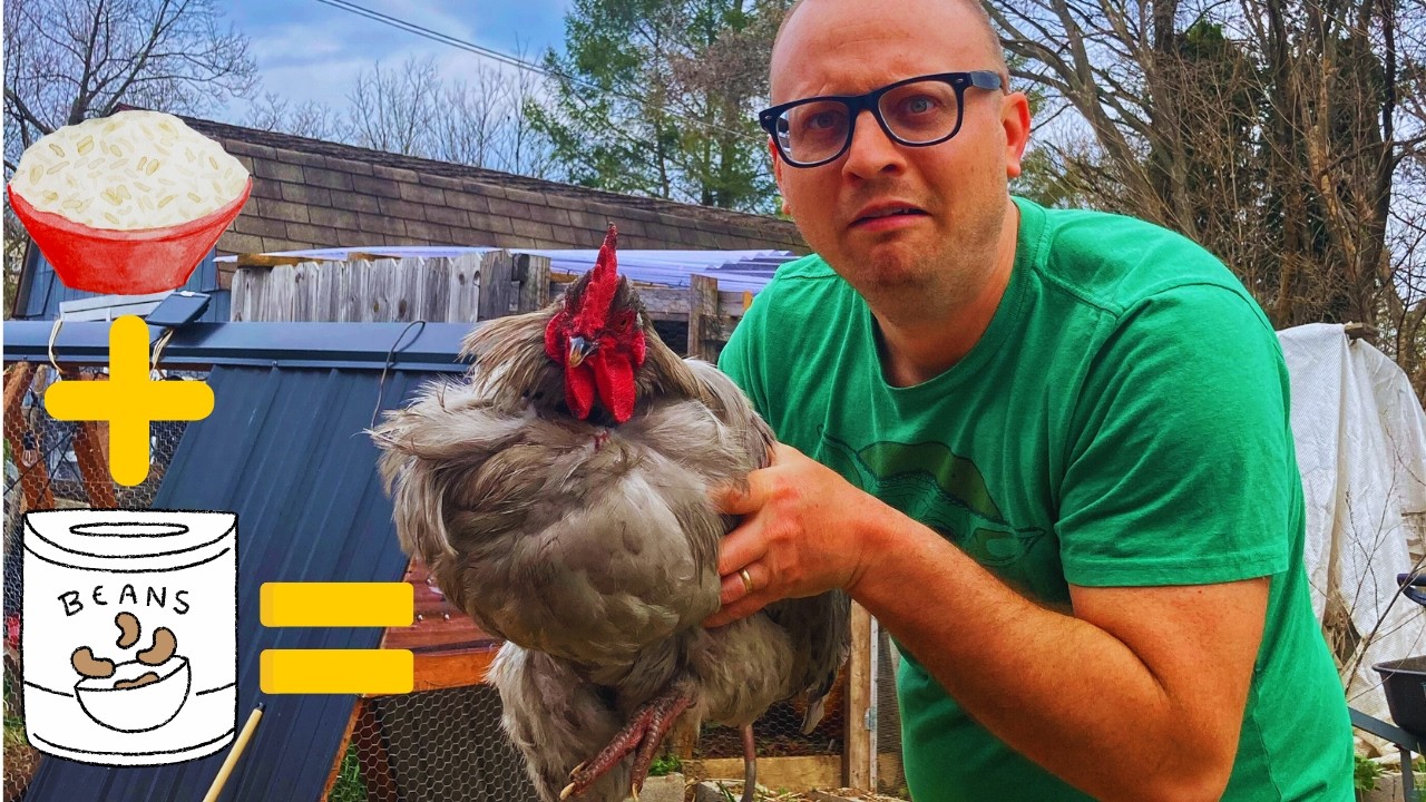 I Fed My Chickens Rice & Beans For a Year...Here's What Happened (My Solution to the Egg Shortage)
