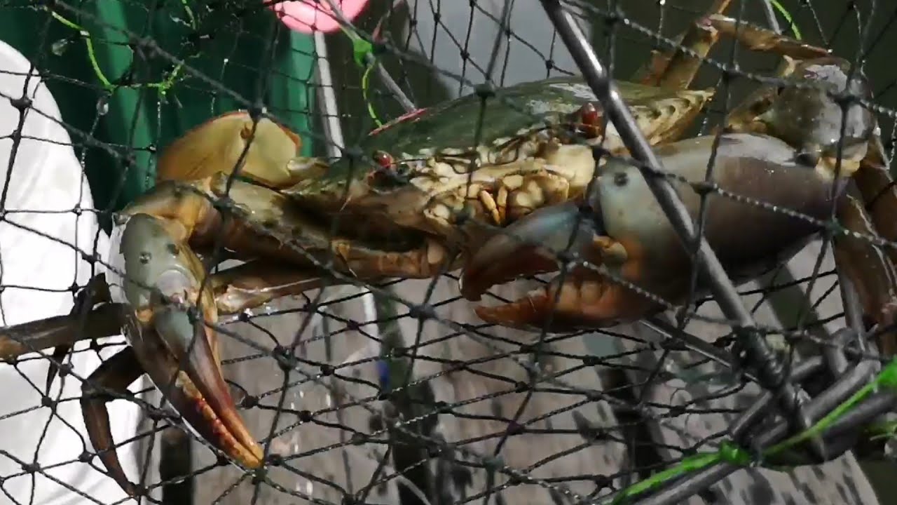 Tangkap Ketam #04 dapat hasil yang besar - besar di waktu air laut mulai pasang