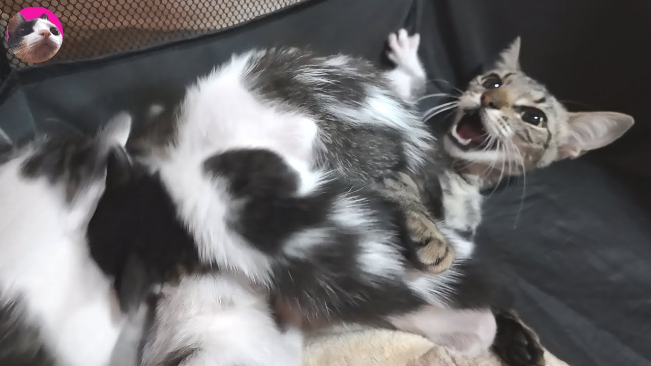 Кошка-мать отвергает своих котят, чтобы побудить их к отлучению!