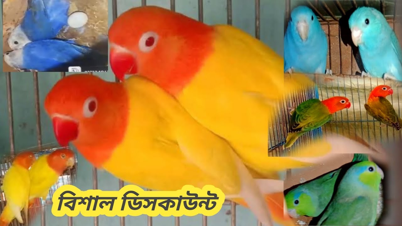 বিশাল ডিসকাউন্ট। 100% ডিম বাচ্চা গ্যারান্টি সহ।