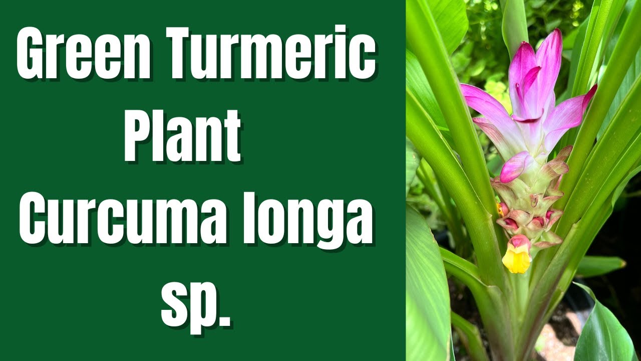 Green Turmeric Plant -Curcuma longa sp.