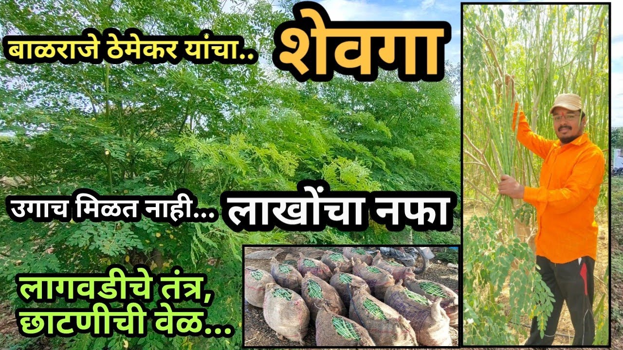 बाळराजे ठेमेकर यांची शेवगा शेती | लागवडीचे तंत्र आणि लाखोंचा नफा #शेवगा #आधुनिकशेती
