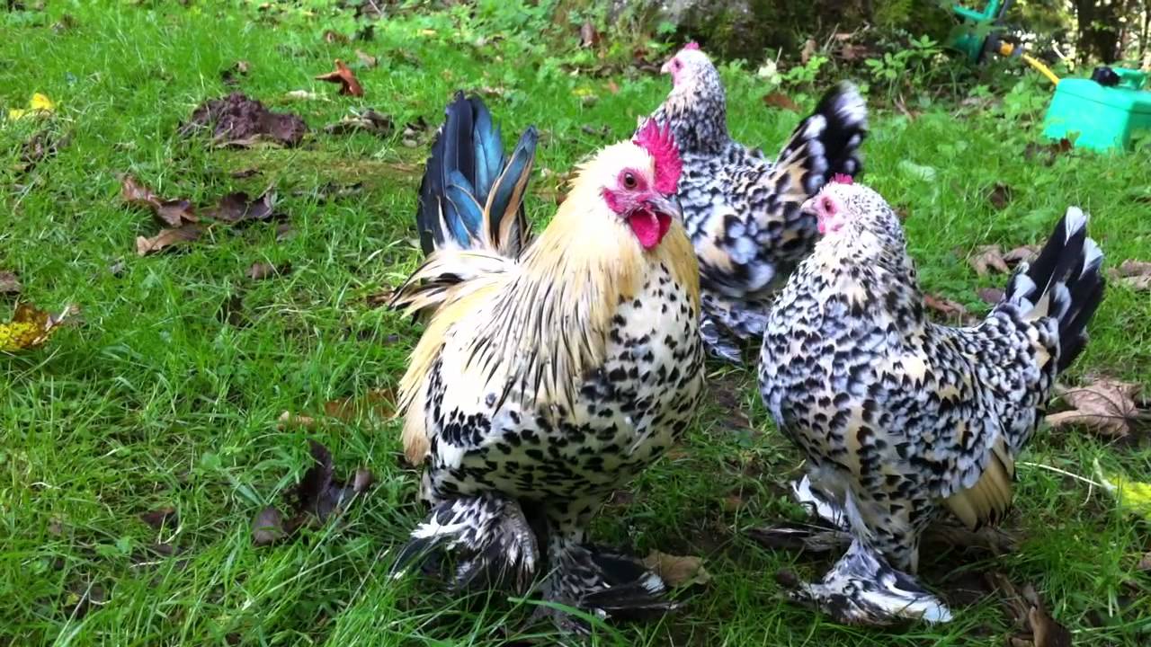 Lemon Millefleur Booted Bantams