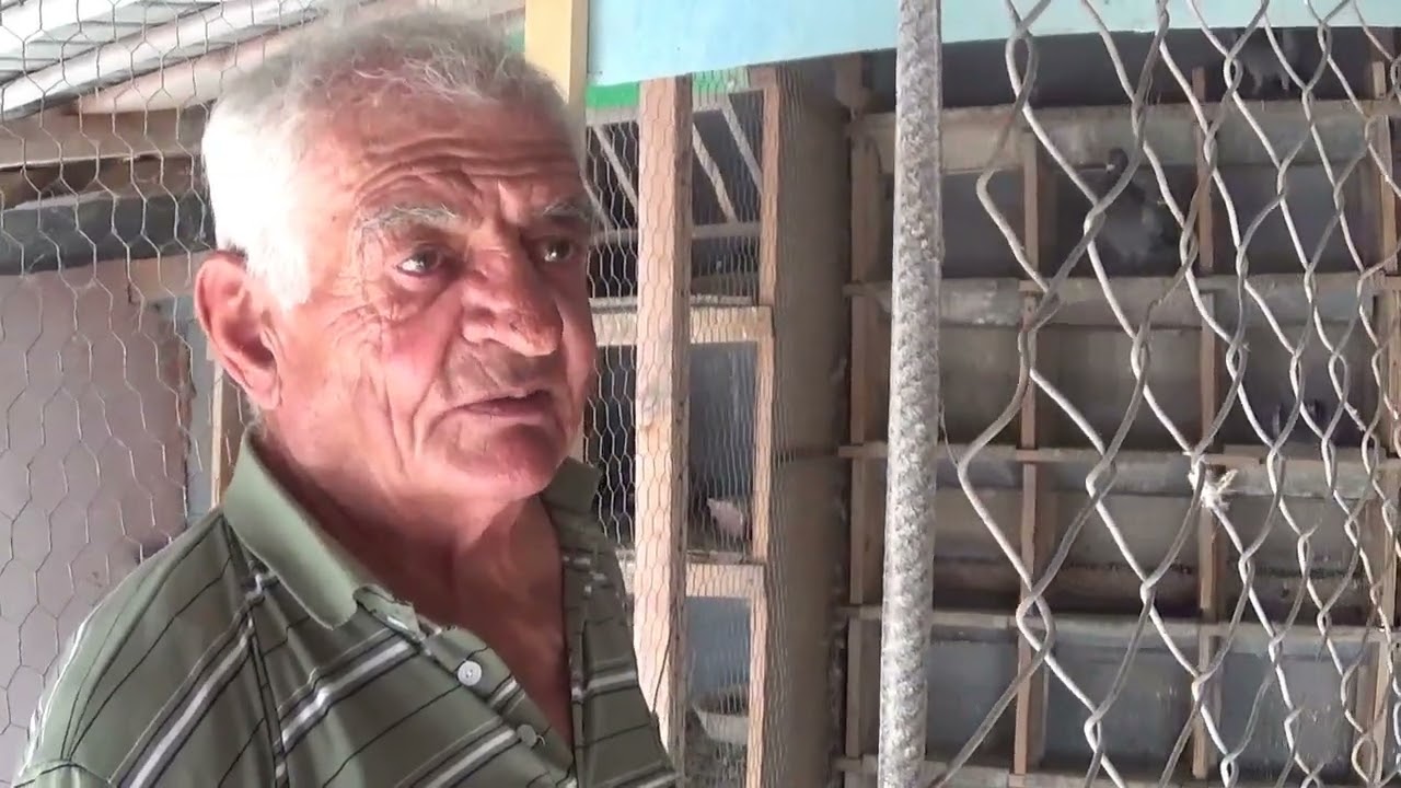 Columbofil dl Caltea Gheorghe Bucuresti Romania prezentare porumbei 7 iunie 2025 part 1