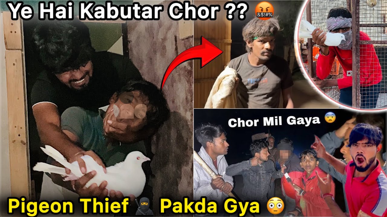 Kabutar Chori Karta hua Pakda Gaya 🤬 || Kon Hai Ye kabutar Chor 🤔 || Bht Maar Padi Isse 🕊️
