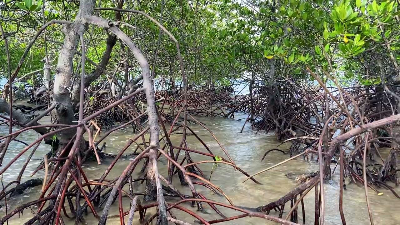 Ocean Waves Entering the Mangrove Forest | Coastal Nature ASMR